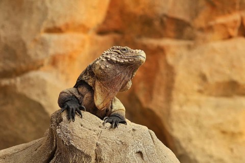 Cuban iguana (Cyclura nubila), Duisburg Zoo, in captivity, Duisburg, North Rhine-Westphalia,