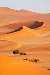 Barren vegetation between red-yellow Namib sand dunes, Namib Desert, Namib-Naukluft National Park,