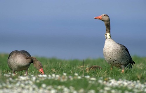 Anser Anser, Dune Boy, Greylag or Graylag Goose, Grelag Goose, Chicks, Anatidae, Birds, Duckbirds,