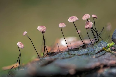 Androsaceus Androsaceu, Gymnopus Androsaceus, Horsehair Parachute, Marasmius Androsaceus, Horsehair