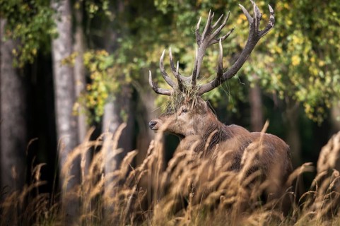 Artiodactyla, Cervus Elaphus, even-toed ungulate, cloven-hoofed, red deer, red deer, deer, mammals,