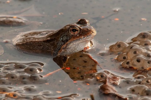Common frog, common frog, rana temporaria, amphibians, amphibians, frog, frogs, spring, spawning