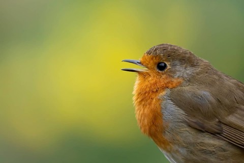 European robin (Erithacus rubecula) adult garden bird singing in springtime, England, United