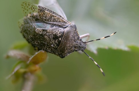 Field bug, gray garden bug, raphigaster nebulosa, bug, tree bug, insects, mottled shield bug