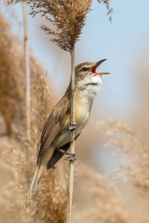 Acrocephalus arundinaceus, Brandenburg, Germany, throttle warbler, great reed warbler, nabu