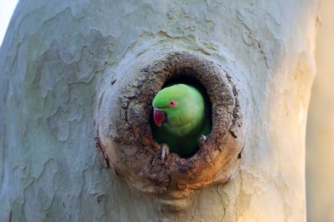 A parrot sits relaxed yet alert in a tree hollow, observing the world: a ring-necked parakeet