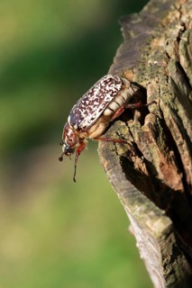 Leaf horn beetle, pine chafer, polyphylla fullo, scarabaeidae, Turkish May beetle, walker, beetle,