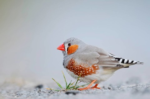 Australian zebra finch (Taeniopygia guttata castanotis), male, escaped pet bird, native to