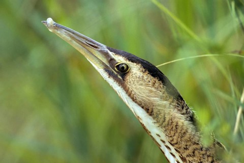 Bitters, Botaurus stellaris, bittern, birds, leo, herons, walking birds, waitbirds, birds