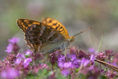 Argynnis Paphia, Kaisermantel, Silver-Washed Fritillary, Butterfly, Insects, Butterfly,