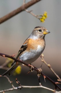 Mountain finch, brambling, fringilla montifringilla, birds, high size, portrait format, passeri,