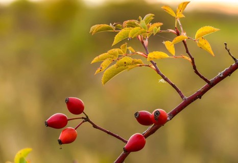 Dog rose, pink canina, rosaceae, rose family, autumn, flora, dogrose, autumn, plants, plants