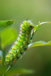 Emperor Moth, Little Peacock Eye, Saturnia Pavonia, Butterfly, High Size, Portrait, Inchworm,