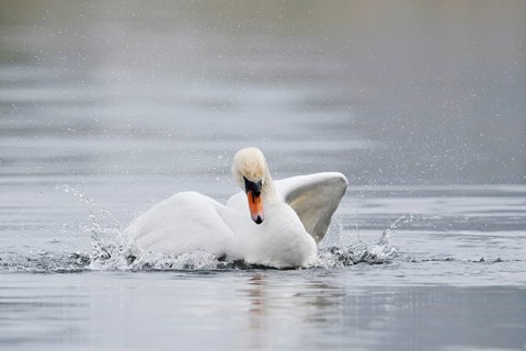 Mute swan (Cygnus olor), bathing, North Rhine-Westphalia, Germany