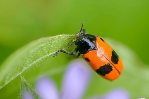 Ant sack beetle, ant bag beetle, Clytra laeviuscula, willow clytra, beetle, coleoptera, insects,