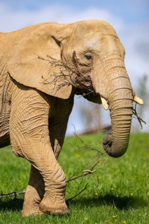African bush elephant (Loxodonta africana) on a meadow, captive, distribution Afrika