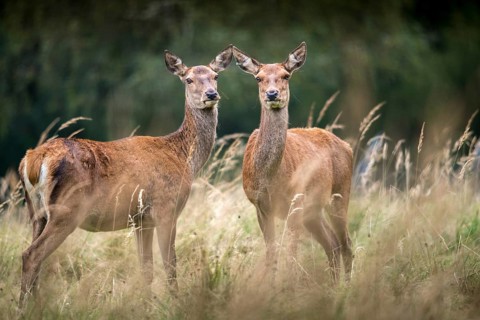 Artiodactyla, Cervus Elaphus, even-toed ungulate, cloven-hoofed, red deer, red deer, adult, deer,