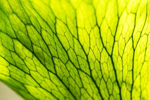 Close-up of a bright green leaf with eye-catching structure and visible veins, Chelsea Physic