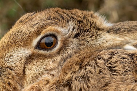 European brown hare (Lepus europaeus) adult animal head portrait, England, United Kingdom