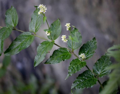 Asclepiadoideae, swallowwort, milkweed, vincetoxicum hirundinaria, white swallowwort, flora,