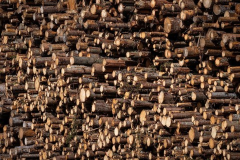 Logs, spruce logs, roundwood, storage, timber industry, Sunndalsøra, Tingvollfjorden, Sunndal