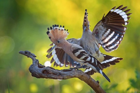 Hoopoe (Upupa epops) – Bird of the Year 2022, Male bringing food to the female, courtship gift,