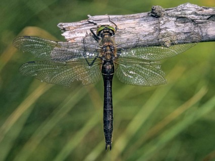 Cordulia aenea, downy emerald, common emerald dragonfly, anisoptera, damselflies, dragonflies,