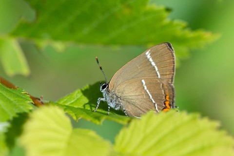 Satyrium W album, Strymonidia W album, elms, butterfly, insects, butterfly, butterflies, white