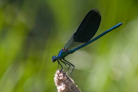 Banded demoiselle, calopteryx splendens, banded dragonfly, magnificent dragonfly, Bulgaria,