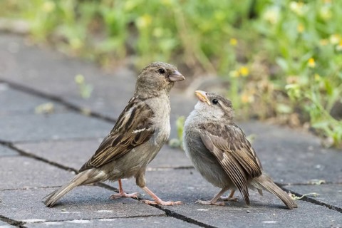 Two sparrows, left adult bird, right young bird standing on tiles with green, blurred background,