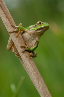 Eastern tree frog, hyla orientalis, tree frog, amphibians, amphibians, Bulgaria, frog, frog, high