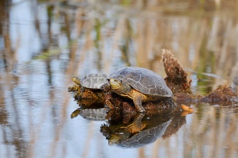 Spanish pond turtle or Spanish water turtle (Mauremys leprosa), Algarve, Portugal
