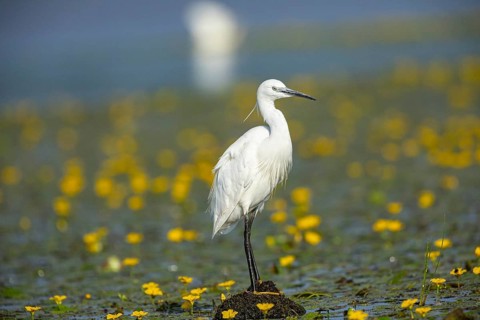 Little Egret (Egretta garzetta) in the midst of flowering echidnas Hungary