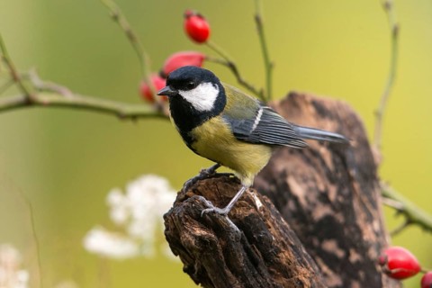 Great tit, great tit, parus major, birds, tits, passeri, songbirds, songbirds, tits, birds