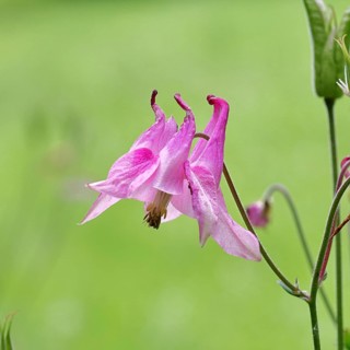 Common Columbine (Aquilegia vulgaris), pink flower at the edge of the wood, in spring, Wilnsdorf,