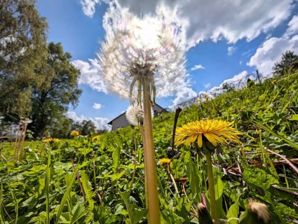 A dandelion (Taraxacum officinale) with yellow flowers and one that has finished flowering, fruit