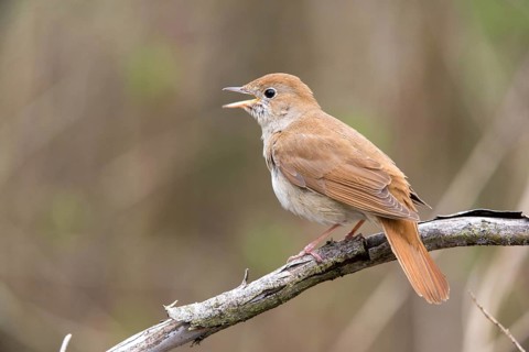 Luscinia megarhynchos, nightingale, birds, song, passeri, singing, songbirds, sining, songbirds,