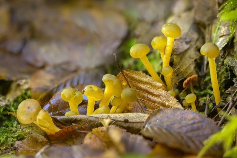 Gallat cap, gelatinous cap, common gelatinous cap, green yellow gelatinous cap, leotia gelatinosa,