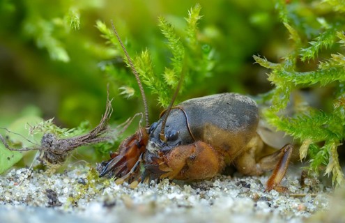 European mole crickets, grasshoppers, gryllotalpa gryllotalpa, half-devils, mole crickets, werre,