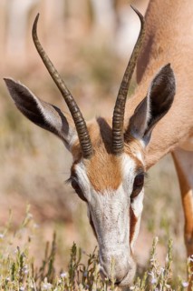 Springbok (Antidorcas marsupialis), adult female, feeding on flowers and leaves, animal portrait,