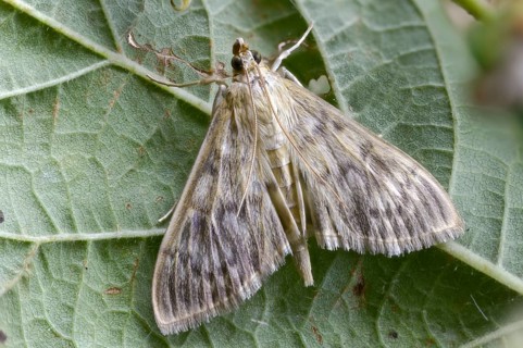 Pale stingworm, nettle moth, patania ruralis, insects, mother of pearl moth, moths, moths,