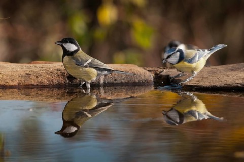 Blue tit, great tit, great tit, parus caeruleus, parus major, bath, bathe, bird bath, birds, tits,
