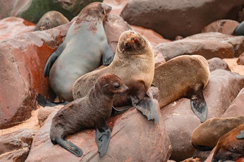 Seal colony, fur seal, Cape fur seal (Arctocephalus pusillus), Cape Cross, Atlantic coast, Namibia
