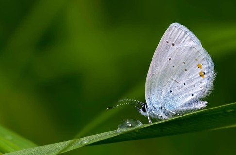 Cupid argiades, short-tailed blue, butterfly, insects, butterflies, short-tailed blue, butterflies,