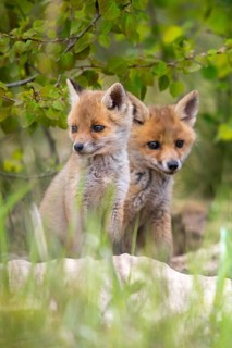 Carnivora, predators, red fox, vulpes vulpes, fox, adolescent, high size, portrait, juvenile,