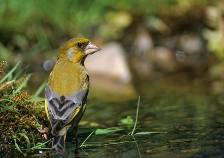 Carduelis Chloris, Chloris Chloris, Greenfinch, Greenfinch, Greenfinch, Greenfinch, Greenfinch,
