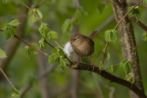 Eurasian wren (Troglodytes troglodytes) adult garden bird carrying a feather for nesting material