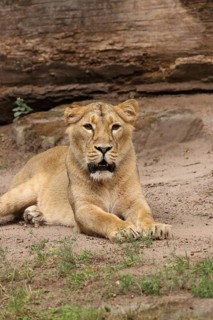 A lion lies relaxed on the ground in front of a rock in its natural habitat, Asiatic Lion (Panthera