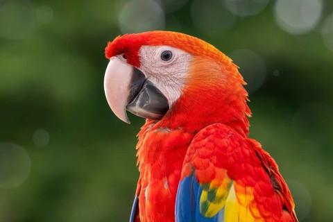 Scarlet Macaw (Ara macao), Jomtien, Thailand