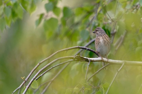 Acanthis cannabina, bloodbird, linaria cannabina, linnet, birds, female, hanfling, passeri,